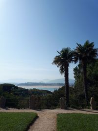 Scenic view of palm trees on landscape against clear sky