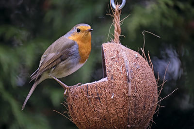 Close-up of bird perching on branch
