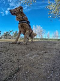 Dog against blue sky