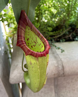 pitcher plant