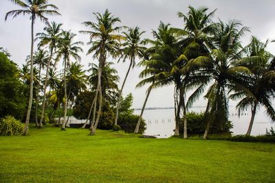 Palm trees on field against sky