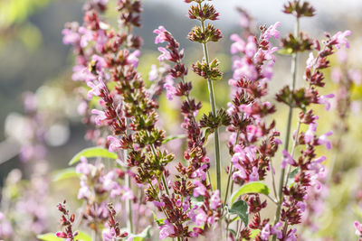 Close-up of pink flowering plant