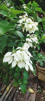 Close-up of white flowering plant