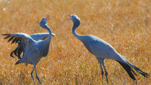 View of birds on field