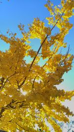 Low angle view of yellow flowers on tree