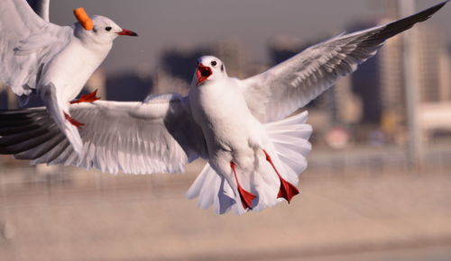 Seagulls flying