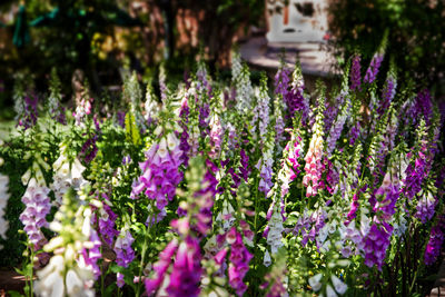 Close-up of purple flowers