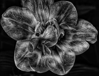 Close-up of wilted flower