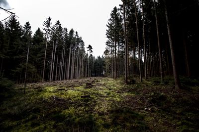 Trees in forest against sky