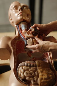 Human torso with organs artificial model in medical student 
