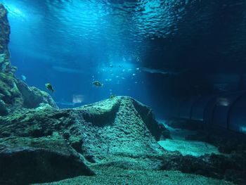 Fish swimming in sea