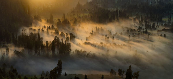 Panoramic view of trees against sky