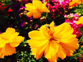 Close-up of insect on yellow flower