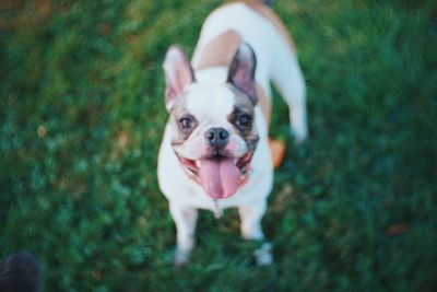 Portrait of dog in park