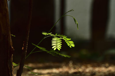 Close-up of plant