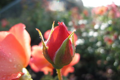 Close-up of red rose