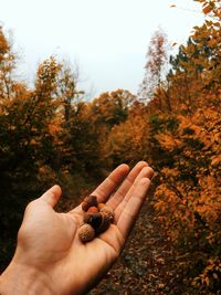 Cropped hand of person holding nuts in forest during autumn