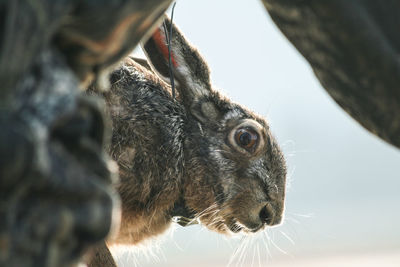 Close-up of squirrel