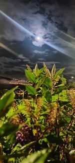 Close-up of plants against sky