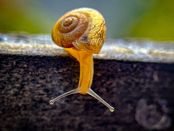 snail
