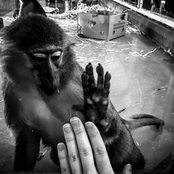 Close-up of hand holding monkey