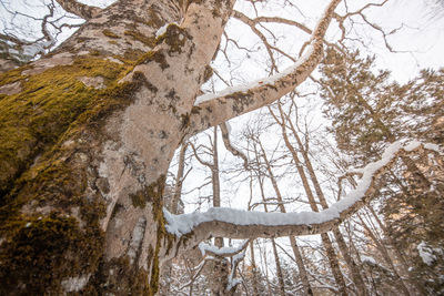 View of bare tree in snow