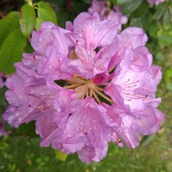 Close-up of pink flowers blooming in pond