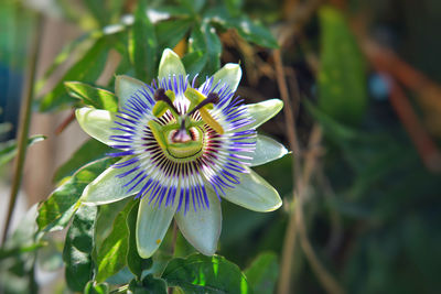 Close-up of purple flower