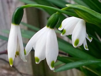 Close-up of white flower