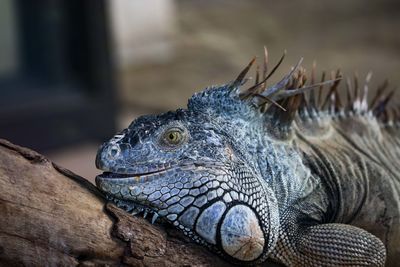 Close-up of a lizard