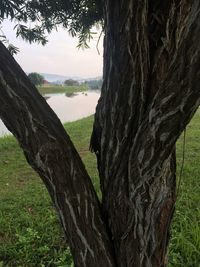 Scenic view of tree against sky