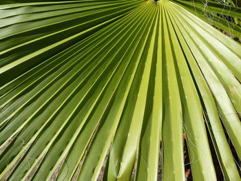 Full frame shot of palm leaves