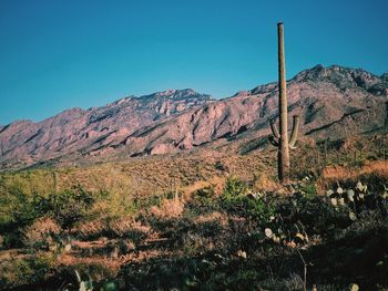 Scenic view of cactus, mountains against clear blue sky