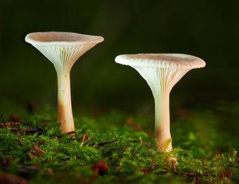 Close-up of mushroom growing on grass