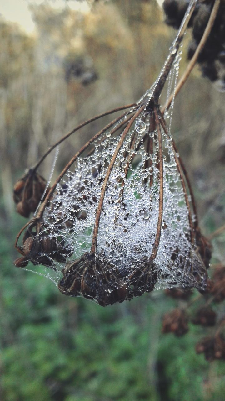 focus on foreground, plant, close-up, nature, day, no people, growth, dry, leaf, plant part, beauty in nature, outdoors, tree, fragility, land, tranquility, vulnerability, winter, seed, dead plant, wilted plant