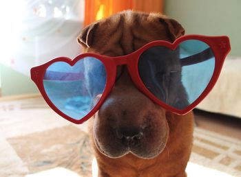 Close-up of dog wearing sunglasses