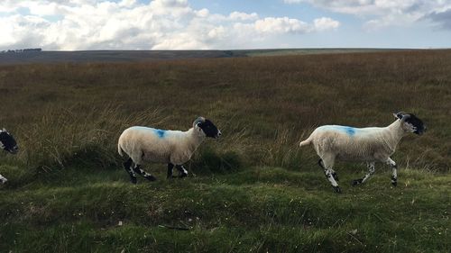 Sheep standing on field against sky