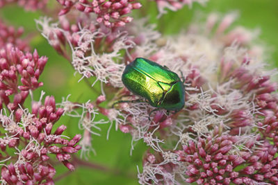 Close-up of insect on pink flower