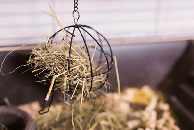 Hay and dried