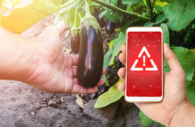 Phone in hand displaying a warning on background of a hand holds an unpicked eggplant