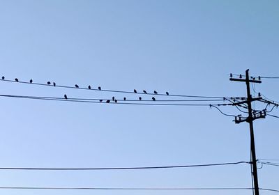 Low angle view of birds perching on cable