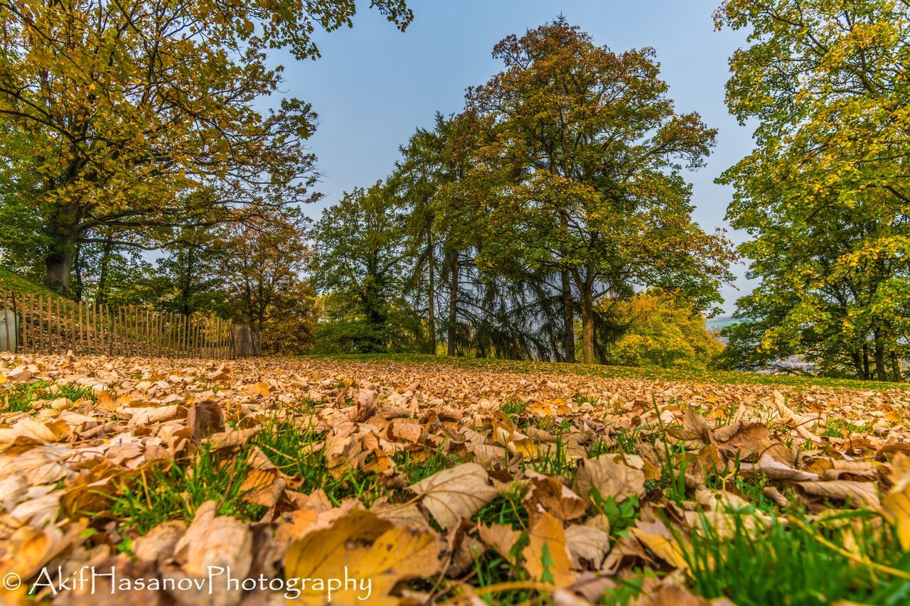 tree, autumn, nature, growth, leaf, beauty in nature, scenics, outdoors, tranquility, no people, forest, day, sky