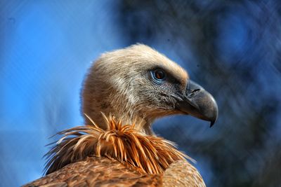 Close-up of an animal