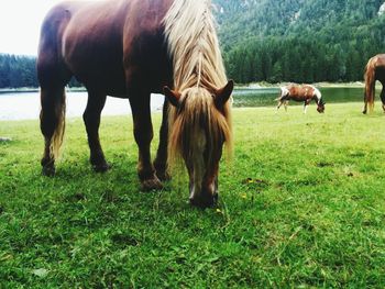 Horses grazing on field