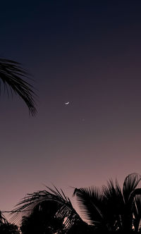 Low angle view of silhouette coconut palm tree against sky