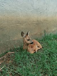 High angle view of dog on field