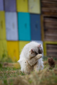 Close-up of a cat on field