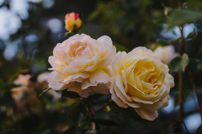 Close-up of white rose