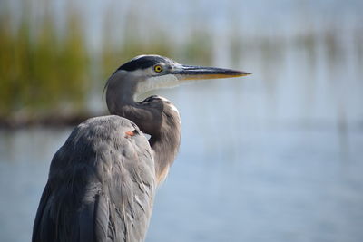Close-up of heron in lake
