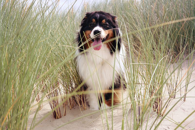 Portrait of dog sticking out tongue